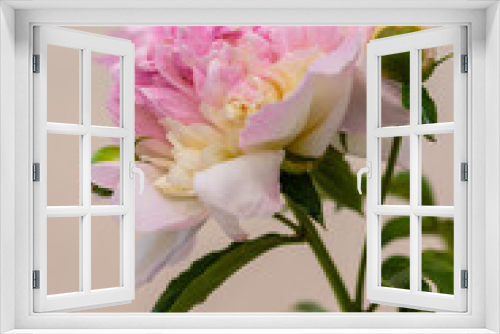 Fototapeta Naklejka Na Ścianę Okno 3D - Peony flower variety raspberry sunday close up