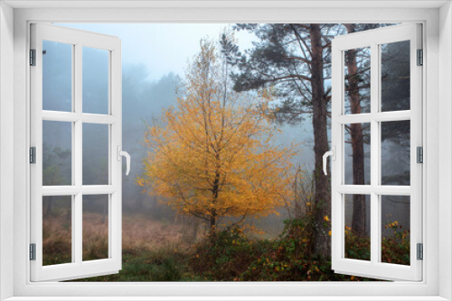 Fototapeta Naklejka Na Ścianę Okno 3D - autumn forest landscape in foggy autumn