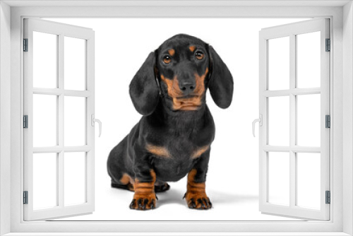 Fototapeta Naklejka Na Ścianę Okno 3D - Portrait of adorable dachshund puppy obediently sits and waits, isolated on white background, front view. Funny animals for banners, postcards, calendars and other advertising products.