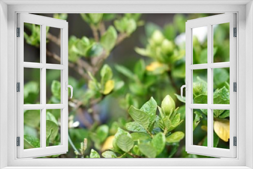 Fototapeta Naklejka Na Ścianę Okno 3D - 緑の草木のクローズアップ写真