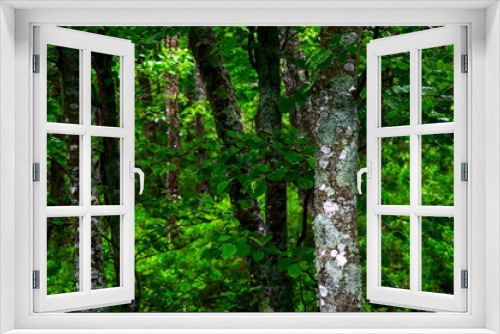 Fototapeta Naklejka Na Ścianę Okno 3D - 生き生きとした緑の夏の森。