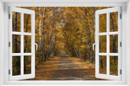 Fototapeta Naklejka Na Ścianę Okno 3D - Beautiful autumn landscape with an alley and birches. Walk through the forest on a sunny autumn day. The nature of Russia.