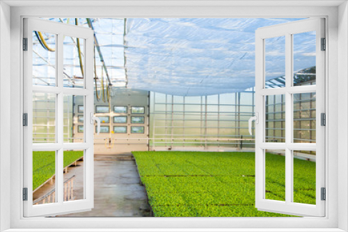 Fototapeta Naklejka Na Ścianę Okno 3D - greenhouse