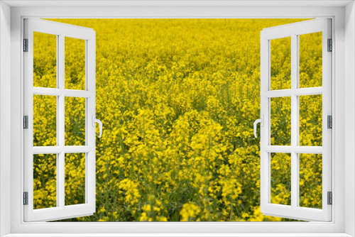 Fototapeta Naklejka Na Ścianę Okno 3D - yellow blooming rapeseed field in Vojvodina