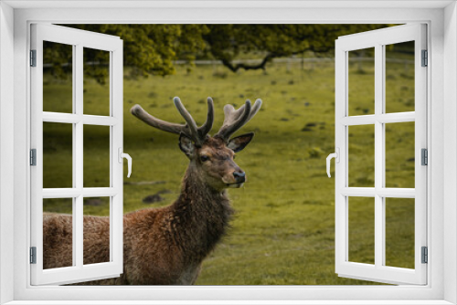 Fototapeta Naklejka Na Ścianę Okno 3D - A deer wandering through a field in Tatton Hall.
