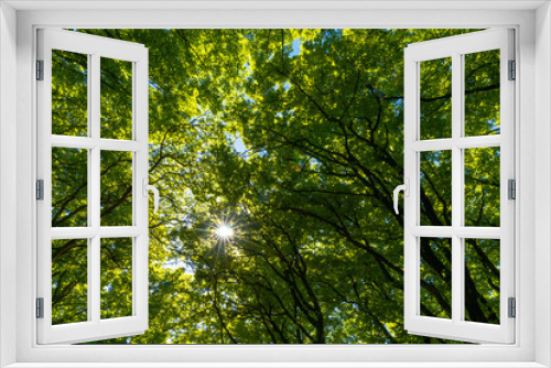 Fototapeta Naklejka Na Ścianę Okno 3D - lush green canopy of beech trees with a sun star and rays of sunlight peeking through