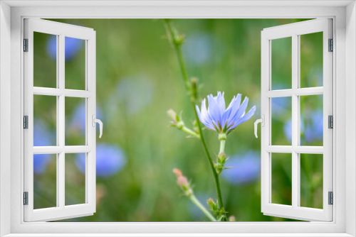 Fototapeta Naklejka Na Ścianę Okno 3D - Lovely blue chicory blooming in summer