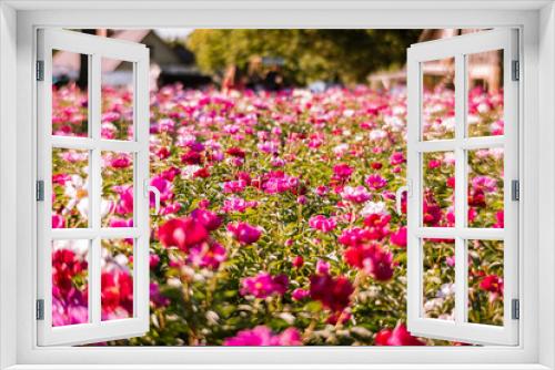 Fototapeta Naklejka Na Ścianę Okno 3D - Beautiful pink peonies in the garden. Field of Paeonia lactiflora Sarah Bernhardt.  