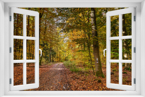 Fototapeta Naklejka Na Ścianę Okno 3D - Wegzeichen für den 66-Seen-Wanderweg und den Jakobsweg an einem Baum im Herbstwald bei Melchow