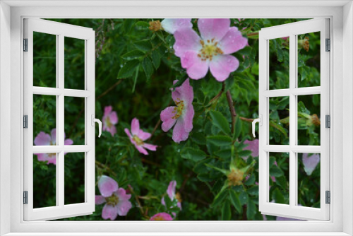 Fototapeta Naklejka Na Ścianę Okno 3D - rose hip bush. nature photo