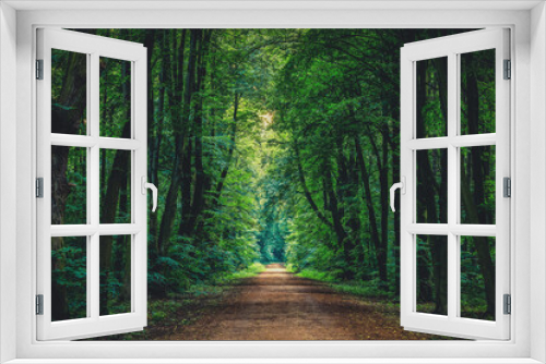 Fototapeta Naklejka Na Ścianę Okno 3D - Path through green forest