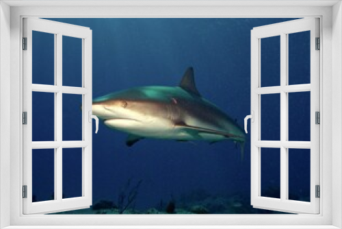 Fototapeta Naklejka Na Ścianę Okno 3D - Caribbean Reef Shark at Twilight