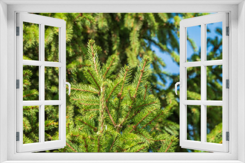 Fototapeta Naklejka Na Ścianę Okno 3D - Background of green spruce branches in sunset light