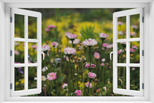 Fototapeta Naklejka Na Ścianę Okno 3D - Flower meadow with pink daisies in the garden
