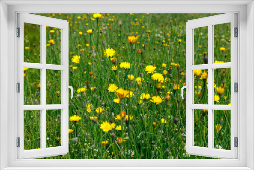 Fototapeta Naklejka Na Ścianę Okno 3D - A Field of Wild Flowers