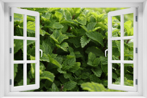 Fototapeta Naklejka Na Ścianę Okno 3D - Mint leaves, Fresh and green mint gardening and farming