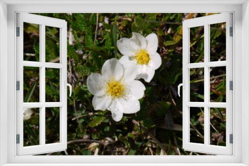 Fototapeta Naklejka Na Ścianę Okno 3D - Blüten
