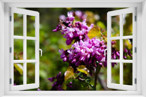 Fototapeta Naklejka Na Ścianę Okno 3D - Purple flowers on a branch close-up