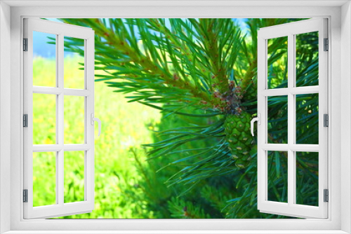 Fototapeta Naklejka Na Ścianę Okno 3D - A cone grows on a forest tree, pine