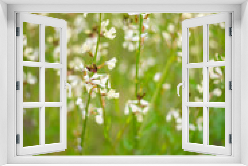 Fototapeta Naklejka Na Ścianę Okno 3D - Arugula flowers close up