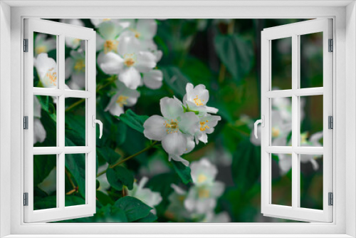 Fototapeta Naklejka Na Ścianę Okno 3D - Jasmine flowers garden. White floral blossoming. Fragrant aromatic plants.