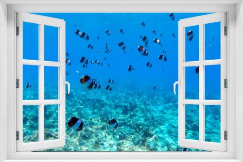 Fototapeta Naklejka Na Ścianę Okno 3D - School of fish under the ocean, South Ari Atoll, Maldives