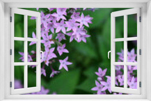 Fototapeta Naklejka Na Ścianę Okno 3D - 星型の花　ペンタス