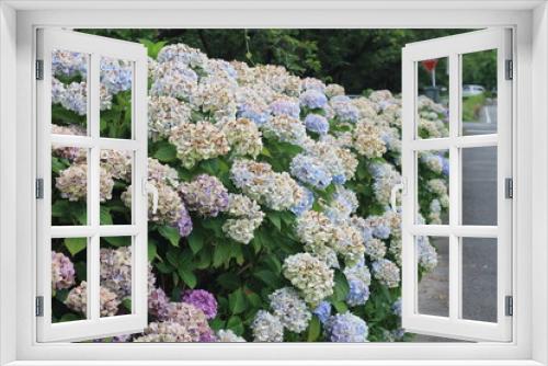 Fototapeta Naklejka Na Ścianę Okno 3D - hydrangea flowers, あじさい, アジサイ