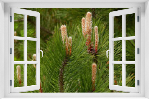 Fototapeta Naklejka Na Ścianę Okno 3D - coniferous tree pinus silvestris close up and scenic