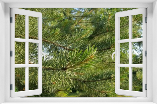 Fototapeta Naklejka Na Ścianę Okno 3D - Young pine branch