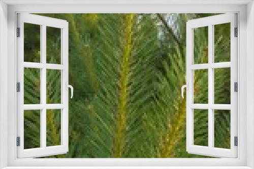 Fototapeta Naklejka Na Ścianę Okno 3D - Young pine branch
