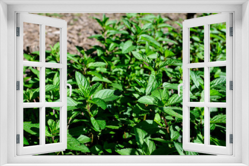 Fototapeta Naklejka Na Ścianę Okno 3D - Fresh green peppermint or mentha × piperita, also known as Mentha balsamea leaves in direct sunlight, in an organic herbs garden, in a sunny summer day.