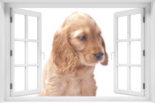 Fototapeta Naklejka Na Ścianę Okno 3D - cocker spaniel puppy