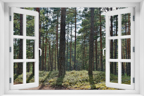 Fototapeta Naklejka Na Ścianę Okno 3D - Beautiful view of the pine forest in sunny summer day.