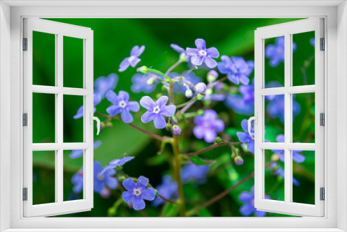 Fototapeta Naklejka Na Ścianę Okno 3D - Blue wildflowers are small flowers. Natural background. Selective focus.