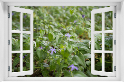 Fototapeta Naklejka Na Ścianę Okno 3D - V nca major. A plant with delicate purple flowers. Background, texture