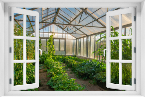 Fototapeta Naklejka Na Ścianę Okno 3D - greenhouse with plant  like tomatoes, cucumbers, corn and others inside - agricultural  photo
