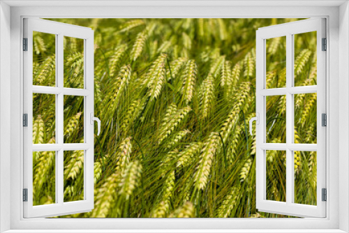 Fototapeta Naklejka Na Ścianę Okno 3D - rye field with green unripe rye spikelets