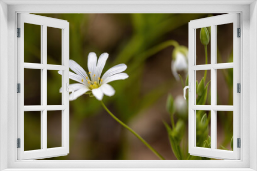 Fototapeta Naklejka Na Ścianę Okno 3D - Anemone white flower on a natural background. Detailed macro view.