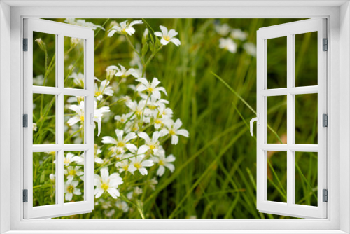 Fototapeta Naklejka Na Ścianę Okno 3D - Unfocused photo of small white flowers on green grass. White forest flowers in the green grass. Abstract floral background.