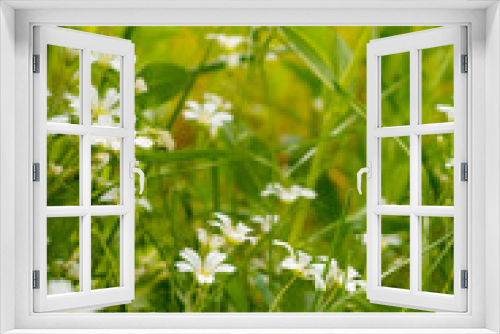 Fototapeta Naklejka Na Ścianę Okno 3D - Unfocused photo of small white flowers on green grass. White forest flowers in green grass. Abstract floral background.