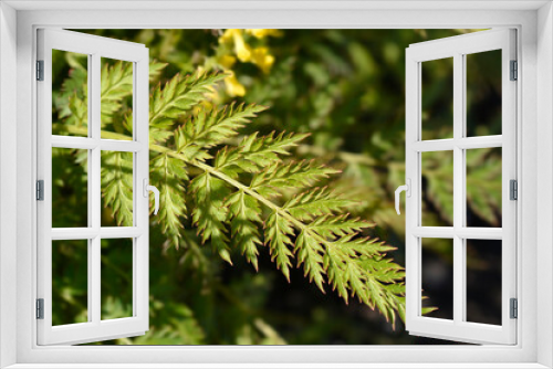 Fototapeta Naklejka Na Ścianę Okno 3D - Fern-leaved corydalis