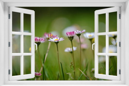 Fototapeta Naklejka Na Ścianę Okno 3D - Common daisy beautiful flowers on a grassland
