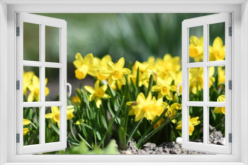 Fototapeta Naklejka Na Ścianę Okno 3D - daffodils in the garden