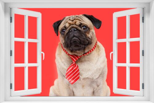 Fototapeta Naklejka Na Ścianę Okno 3D - Portrait of happy dog of the pug breed office worker in a tie. Red background. Free space for text.