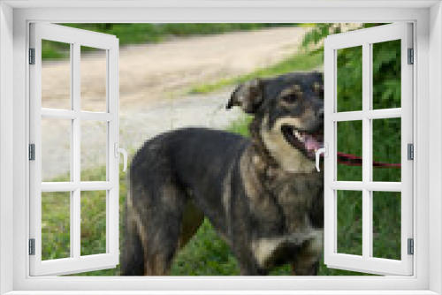 Fototapeta Naklejka Na Ścianę Okno 3D - tricolor stray dog on a leash in summer