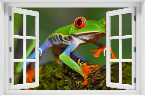 Fototapeta Naklejka Na Ścianę Okno 3D - Red-eyed Tree Grog walking along forest vegetation - Costa Rica 