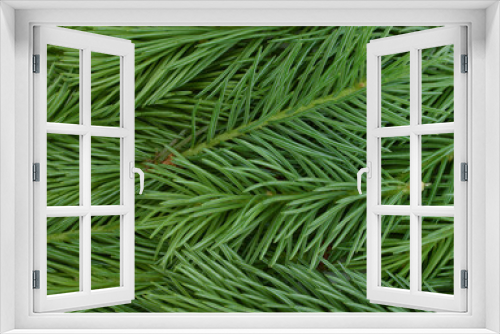 Fototapeta Naklejka Na Ścianę Okno 3D - Spruce branches as background.