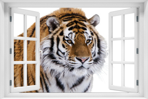 Fototapeta Naklejka Na Ścianę Okno 3D - Siberian tiger