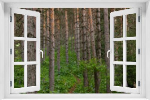 Fototapeta Naklejka Na Ścianę Okno 3D - Early summer morning in a pine forest